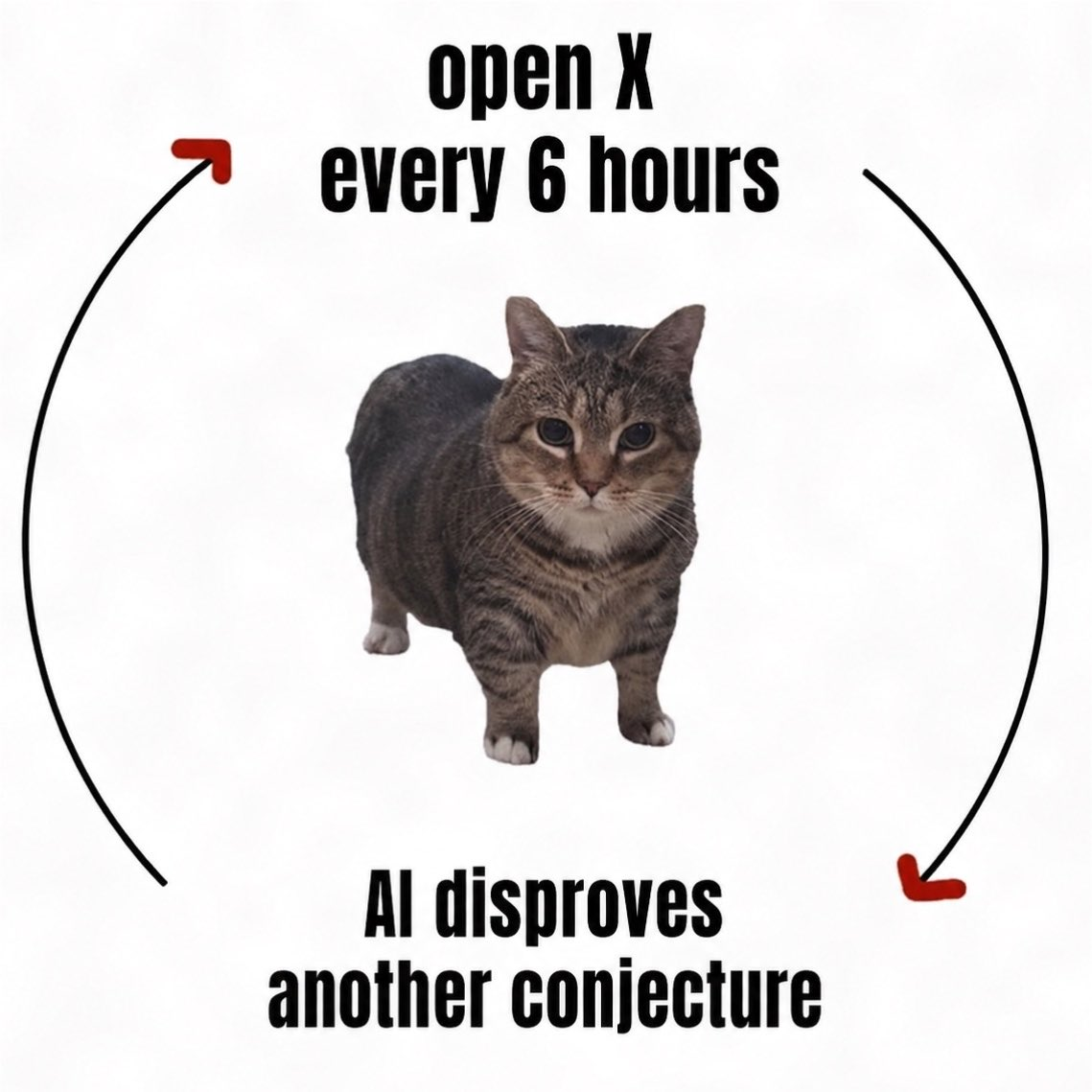 A cat captioned 'open X every 6 hours → AI disproves another conjecture', on a loop.